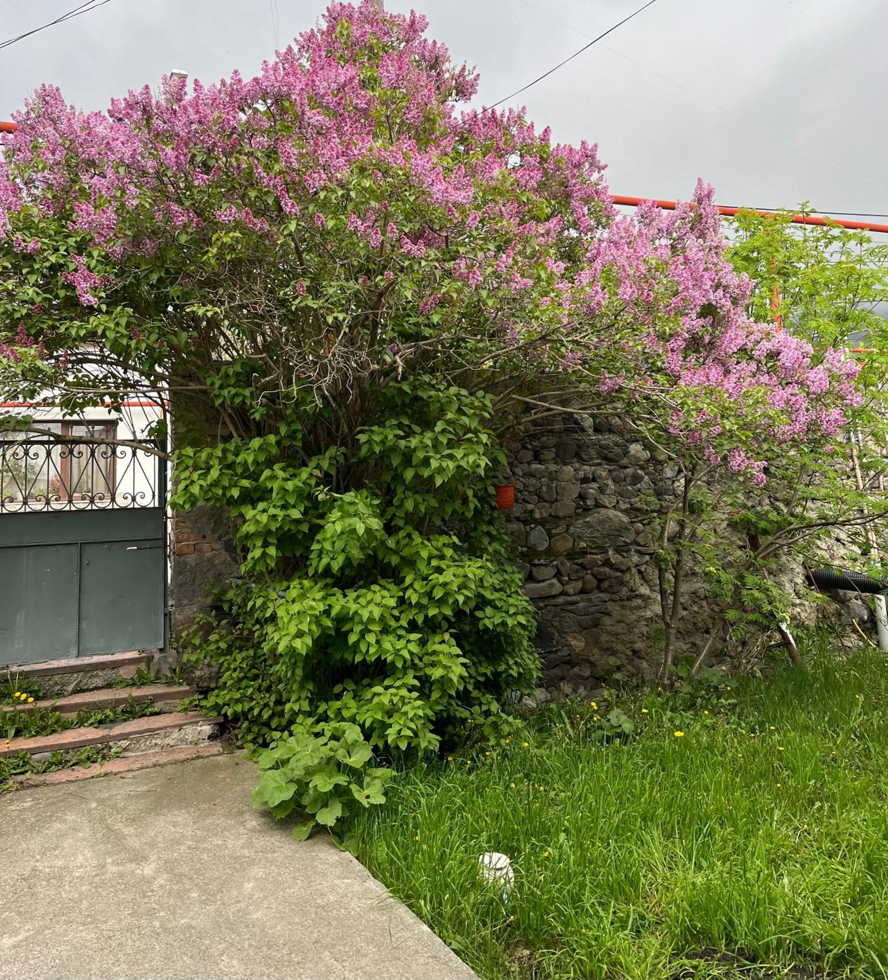 Soso Burduli'S Guesthouse Kazbegi Ngoại thất bức ảnh